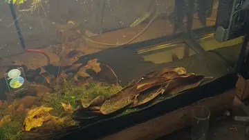 Eel feeding