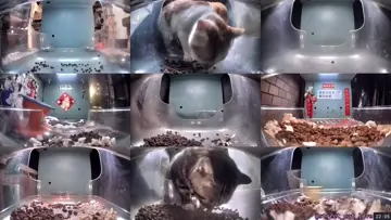 lil pup does a cleanup