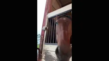 the faces of Six 😂 my horse