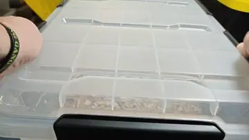 Cobra