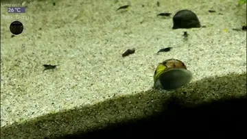 Snail licking aquarium glass