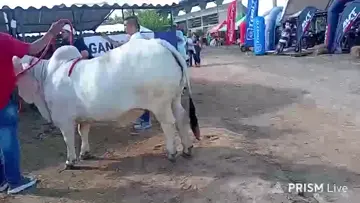 COMPRANDO EL SOMBRERO PARA LA FERIA