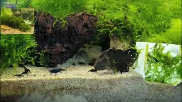 Vampire shrimp