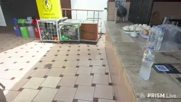 el camello banea en vivo a cabo