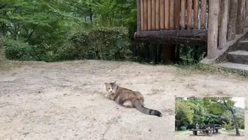 猫と寝る瞬間映像