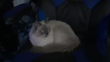 miren mk gatita