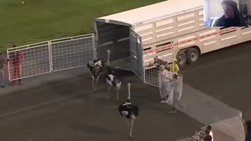 sport insolite