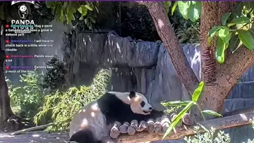PandSillyO Sleeping