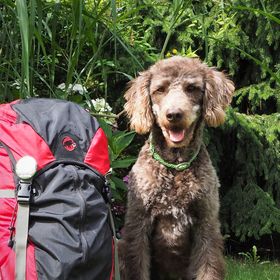 Anwolf - Unterwegs auch mit Hund