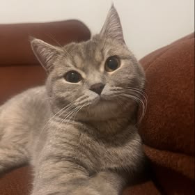 ASLI