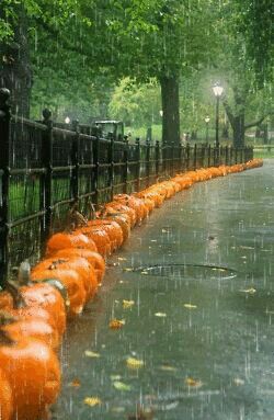 Autumn Rain