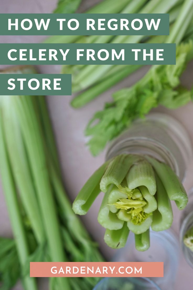 How to Regrow Celery from the Store • Gardenary