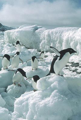 Antarctica ~ see penguins play in their natural habitat.