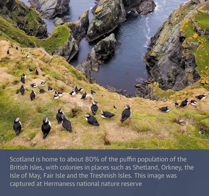 Scotland is home to about 80% of the puffin population of th