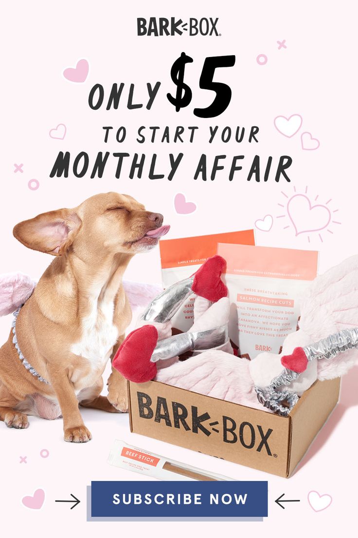 Treat your dog this Valentine's Day with 2 innovative toys, 