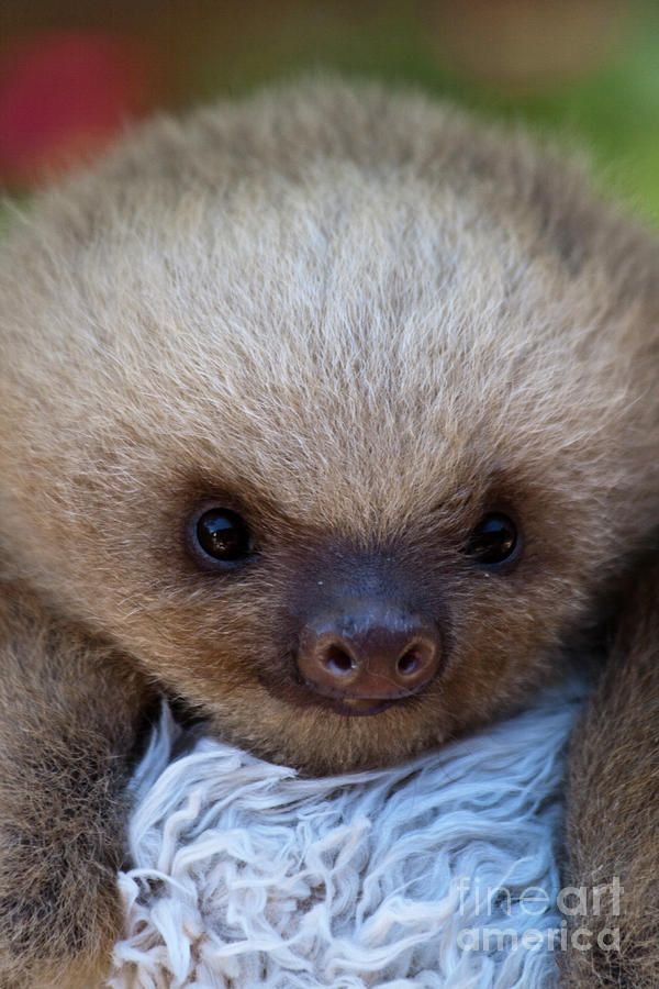 baby sloths