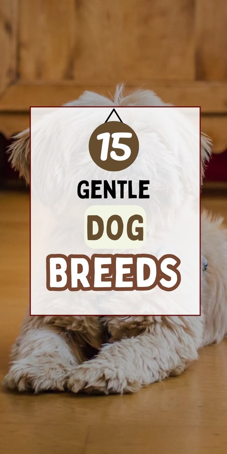 Find the sweetest, most tender-hearted companions with these