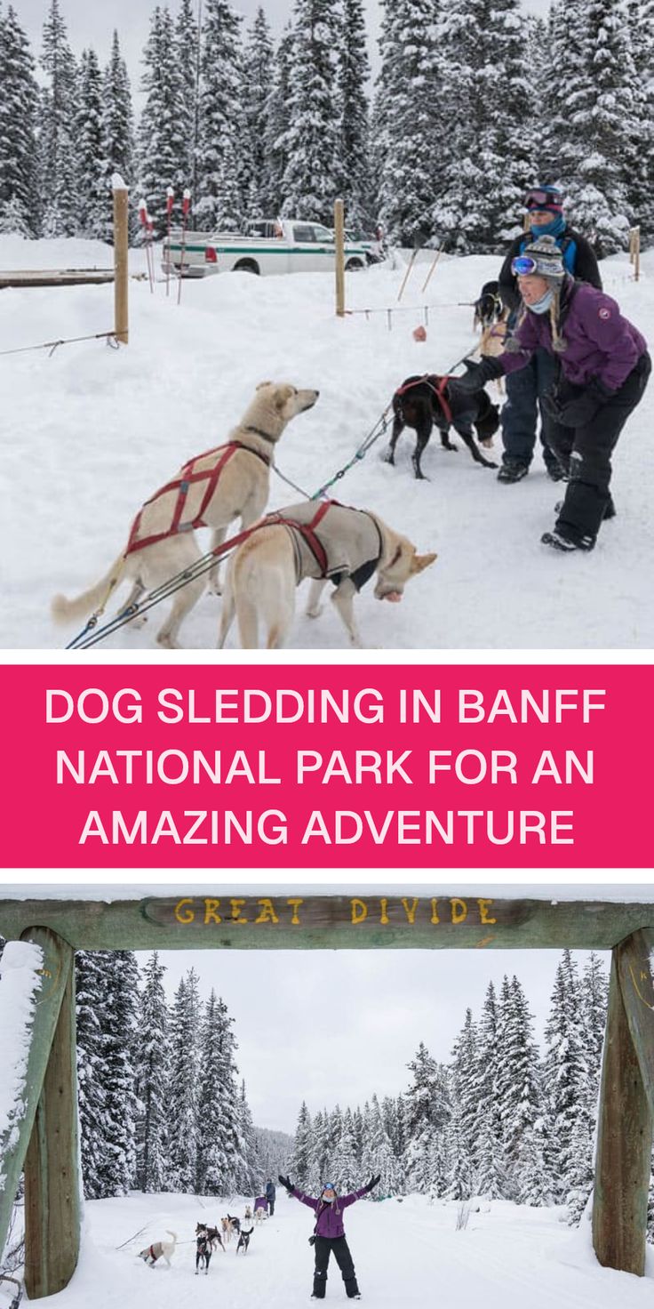 Want to try dog sledding in Banff National Park? Get ready f
