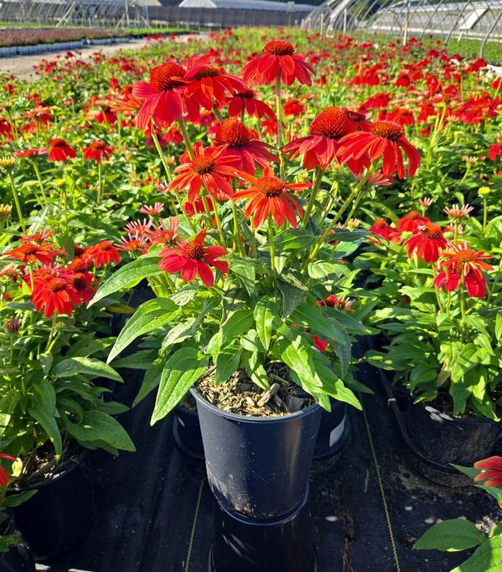 This week's "Hot List" crop shots from our nursery: CONEFLOW