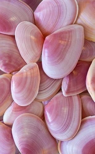 Pink Seashells. Put into a clear glass container. Instant co