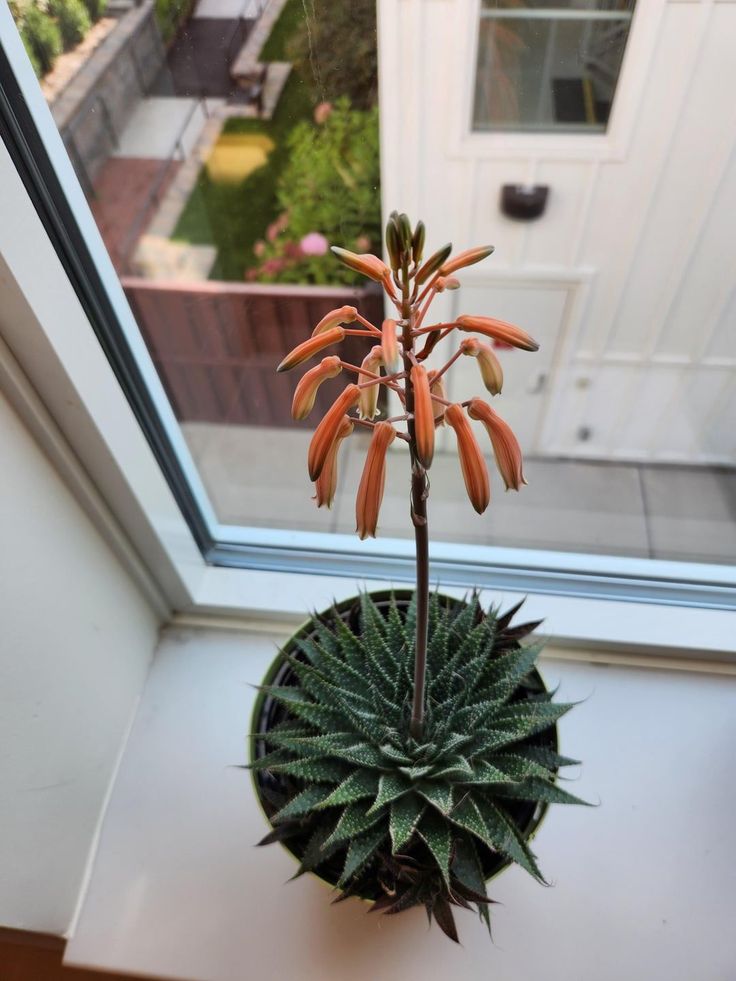 Not just healing leaves—aloe vera surprises with rare, stunn