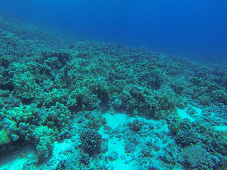 No shortage of picturesque coral reef to soak in when diving