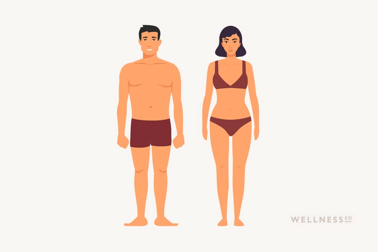 Learn everything you need to know about the endomorph body t