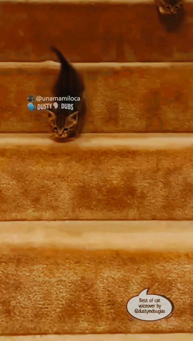 cats and kittens funny hilarious so cute