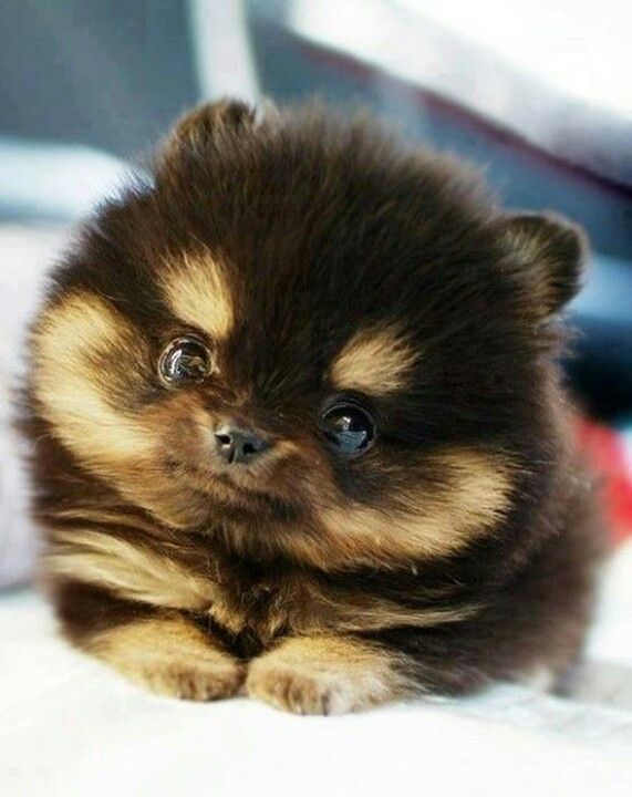Mini perro