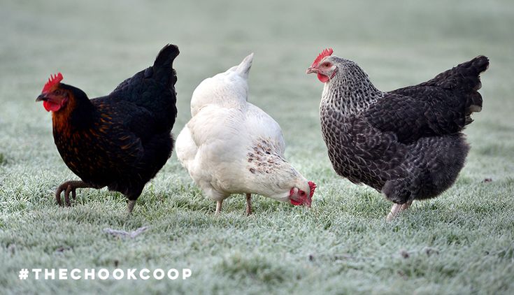 Frosty mornings and drizzly days can lead to moisture in the
