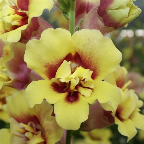 50 SNAPDRAGON DOUBLESHOT YELLOW RED HEART Live Plants Plugs 