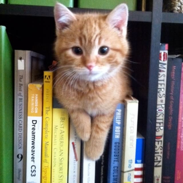 cat