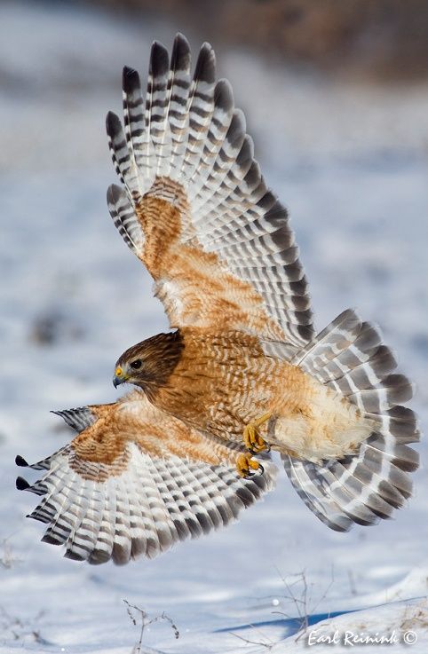 Hawk