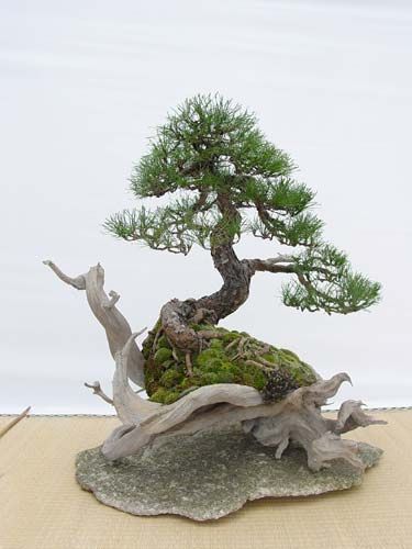 This bonsai has no usual pot but grows on its own root plate
