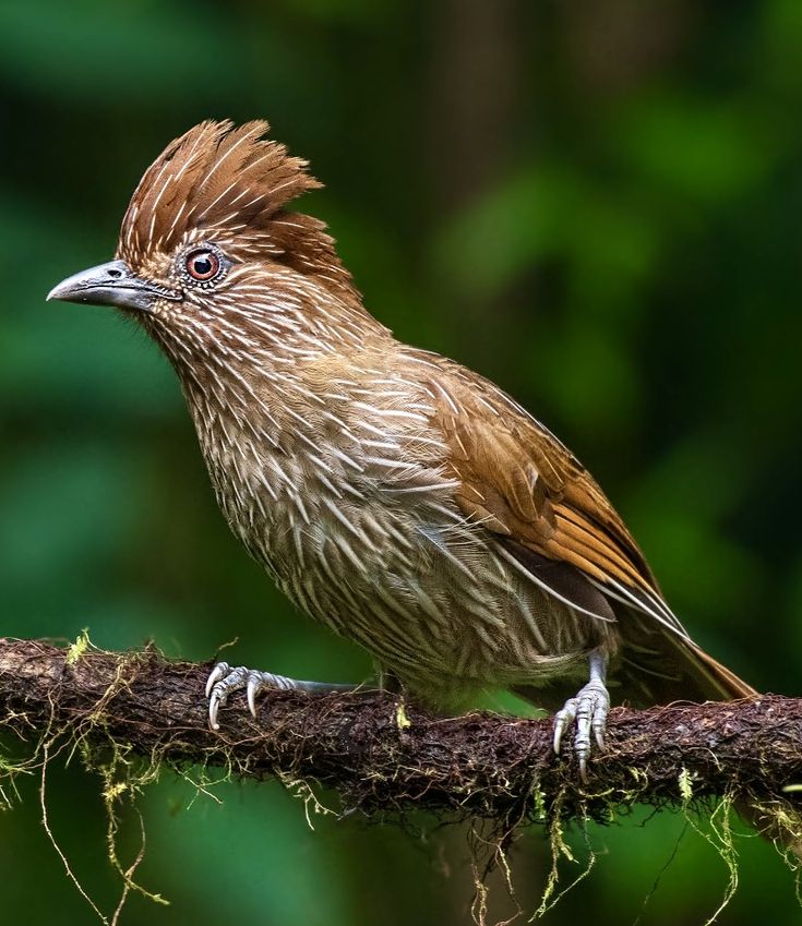 Striated laughingthrush (Grammatoptila striatus) is a passer