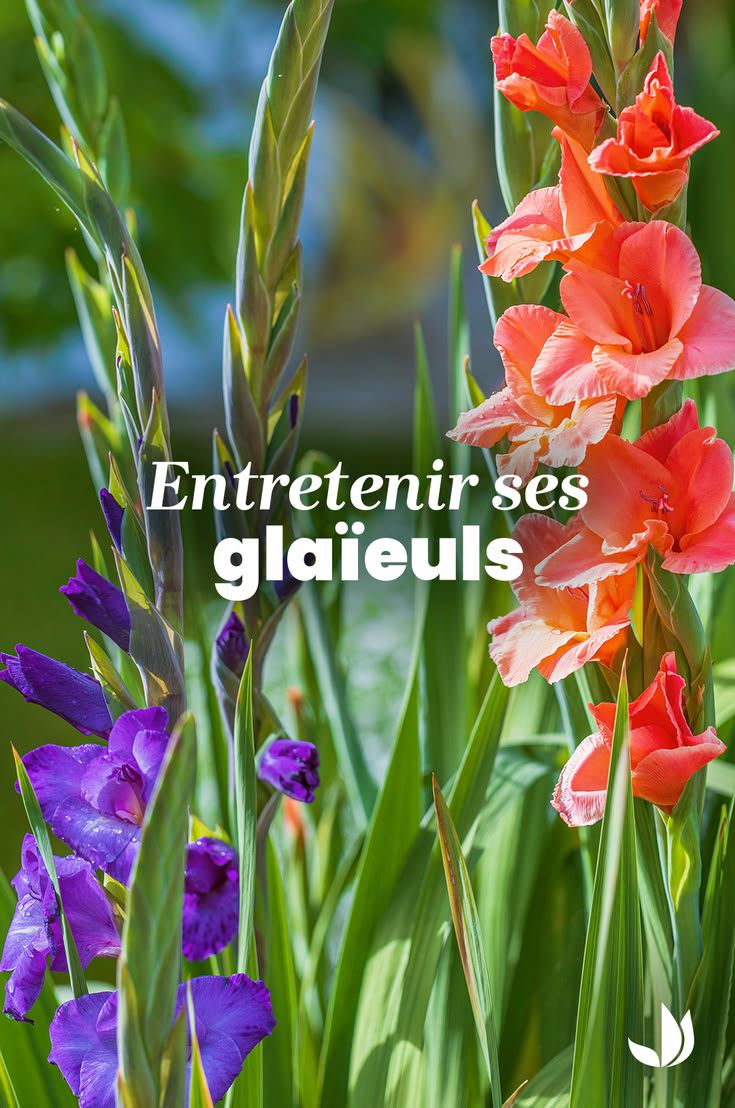 Élégants et colorés, les glaïeuls apportent de la hauteur et