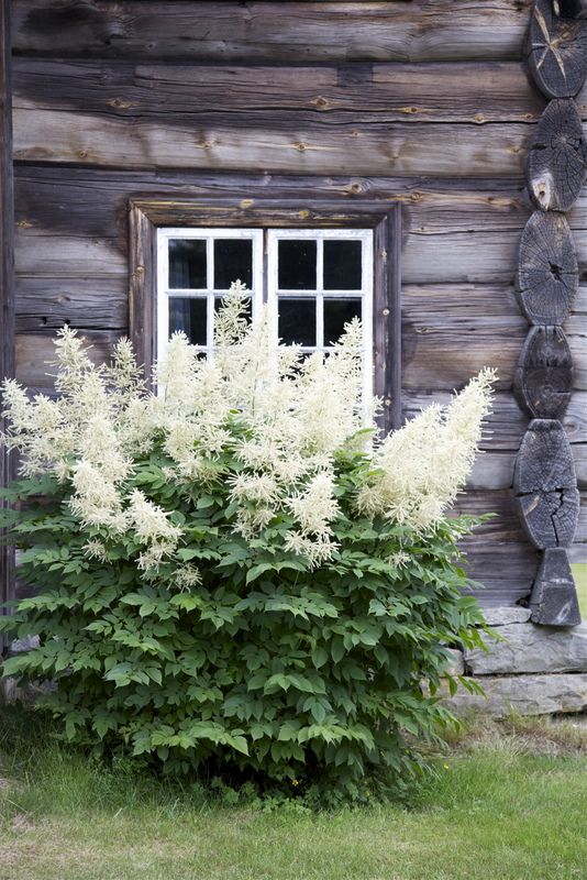 Aruncus- goat's beard