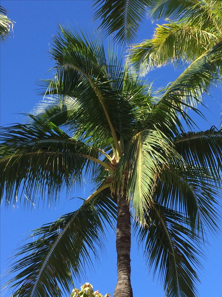 WAIKIKI🏝