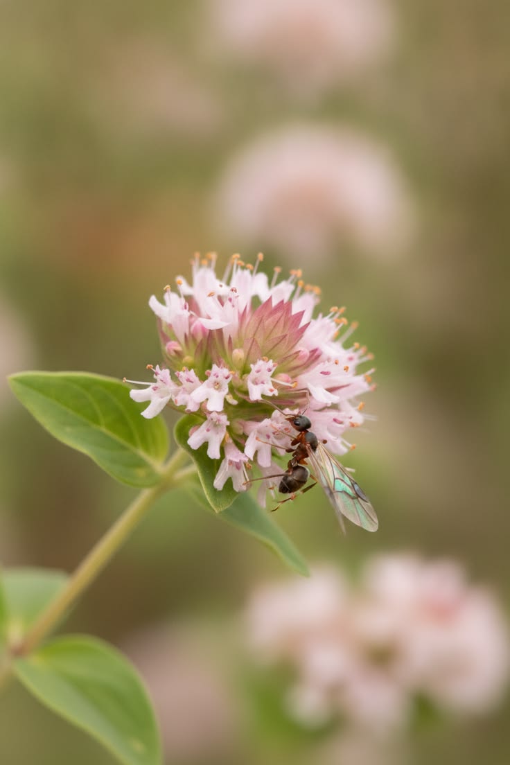 Ant on marjoram flower whorl — tiny ant winds around cluster