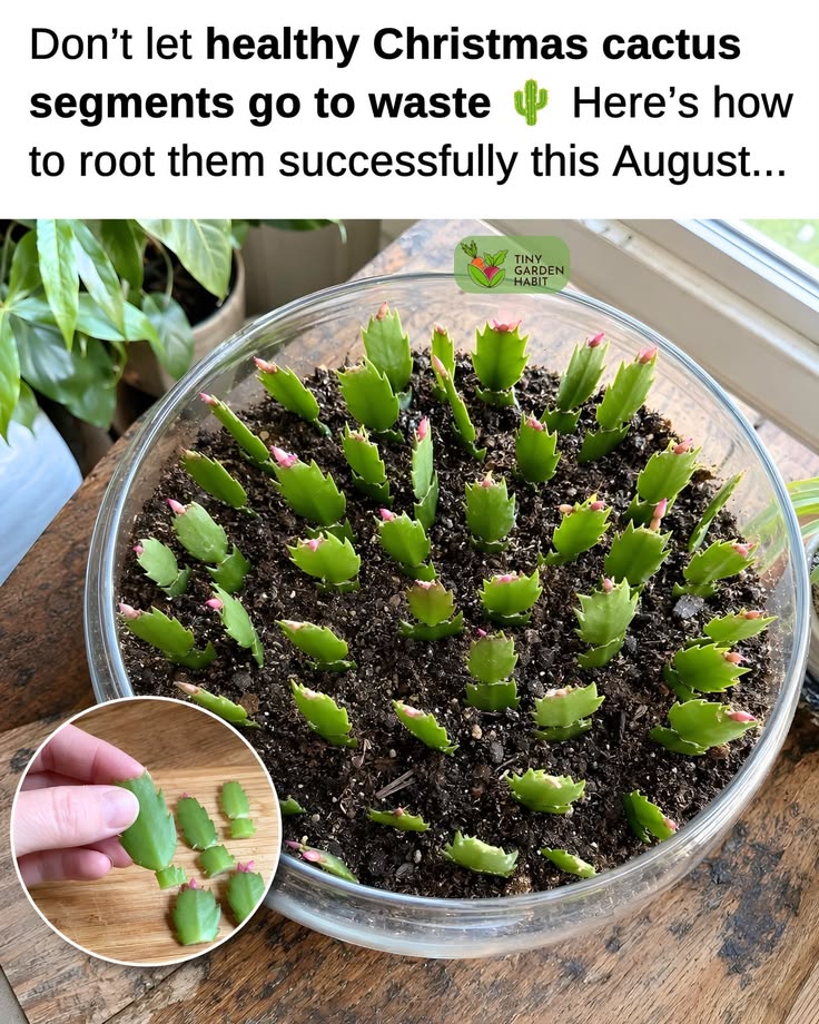 DIY - Healthy Christmas cactus segments can become new plant