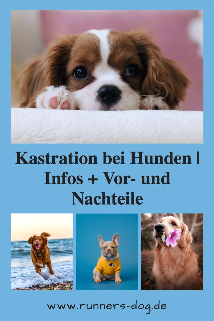 Kastration beim Hund, ja oder nein. ✓ Wann sollte ich meinen
