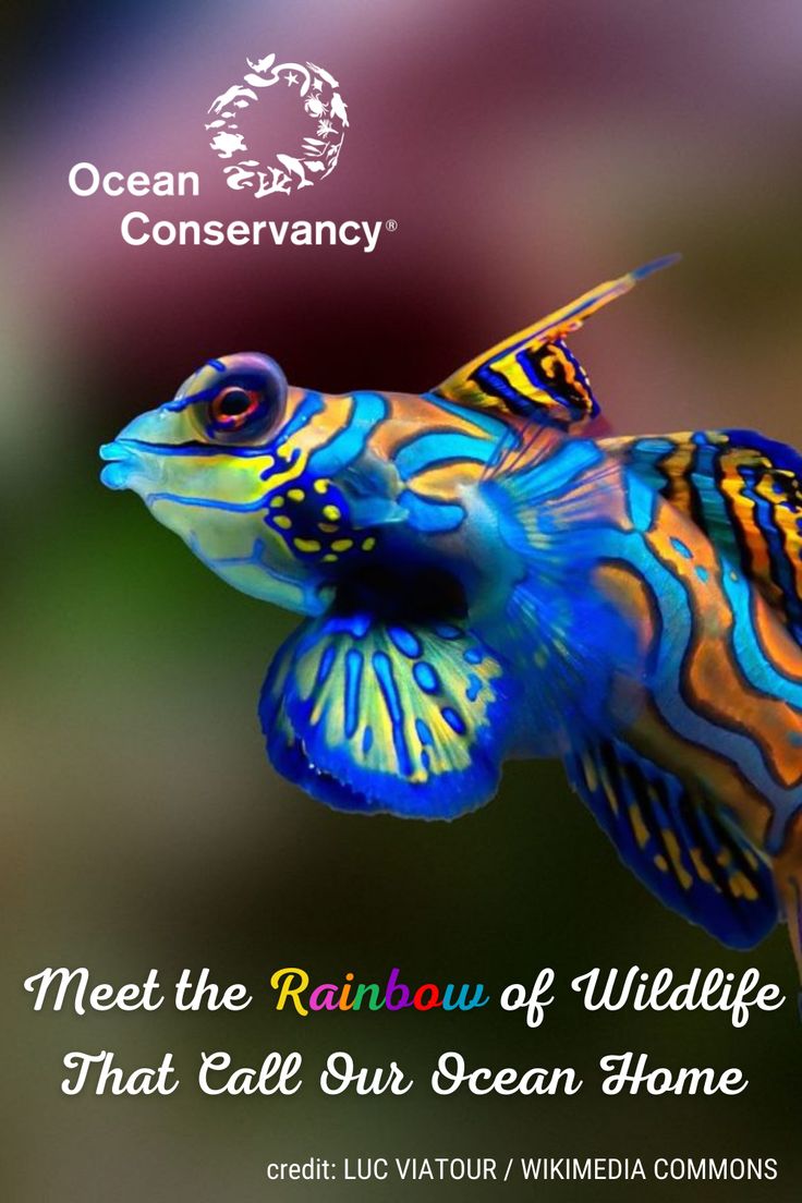 In honor of pride month, check out this colorful collection 