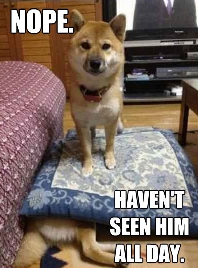 NOPE...HAVEN'T SEEN HIM ALL DAY