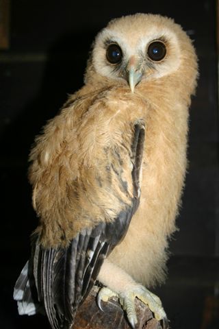 Belmopan barn owl