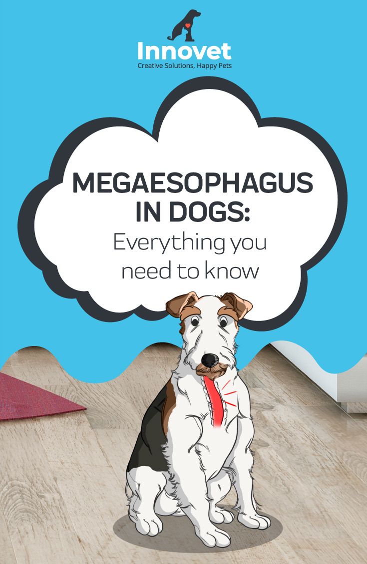 #Megaesophagus_in_dogs_everything_you_need_to_know.  What is