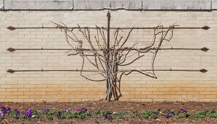 25 Awesome Garden Trellis Ideas | Green and Vibrant