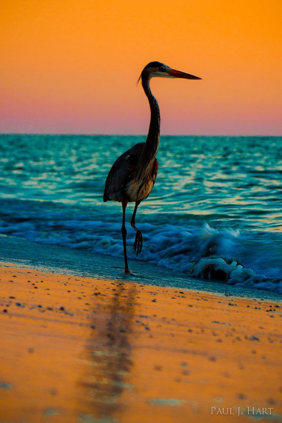 Great Blue Heron against Gulf of Mexico sunset  ♥ ♥ www.pain