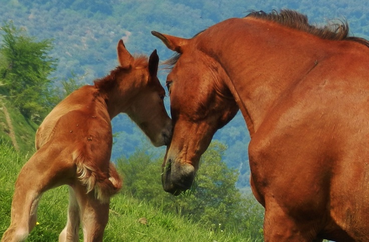 Baby horse just born with mother - Italy - "Riviera dei Fior