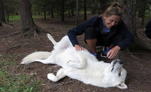 How cool is this?! Up close and personal with imprinted wolv