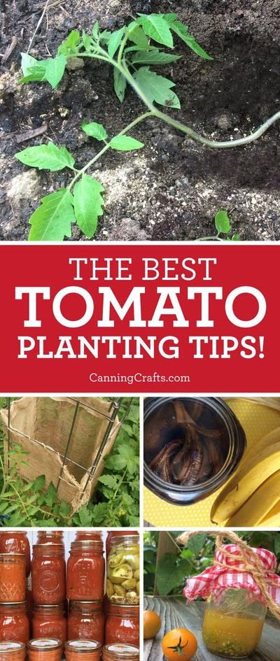 Learn the art of Trench Planting Tomatoes in your summer veg
